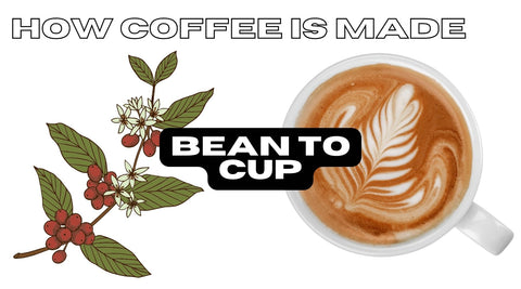 How Coffee Is Made: From Bean To Brew