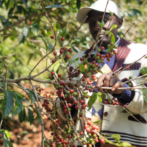 Meet Our Coffee Farmers