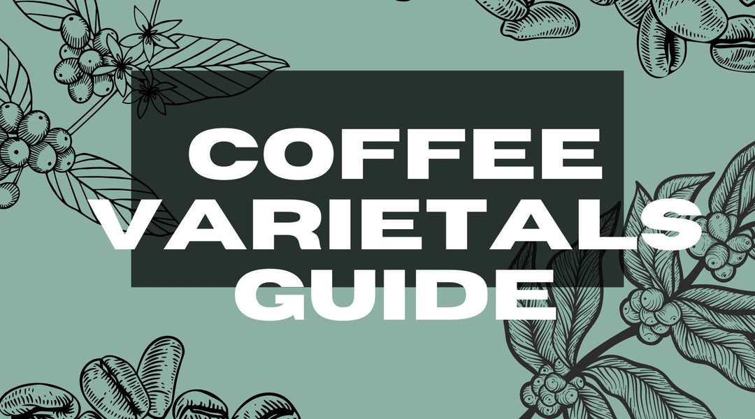 Coffee Varietals A Guide to Coffee Varieties