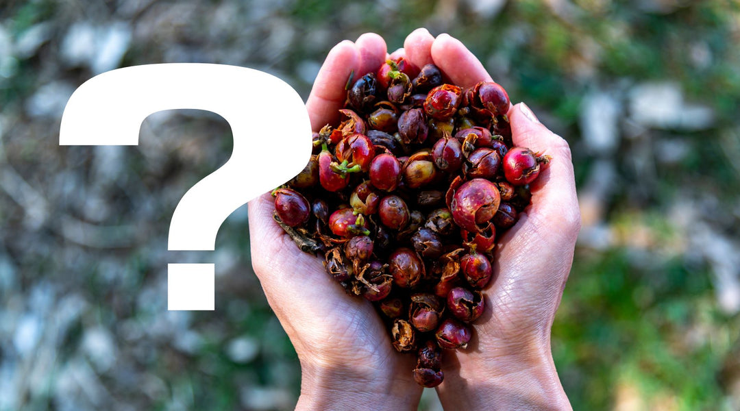 What Is Cascara Coffee? | Everything You Need To Know