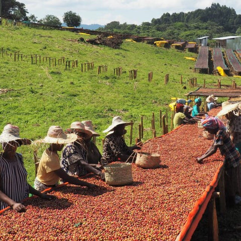 Ethiopian Yirgacheffe Coffee